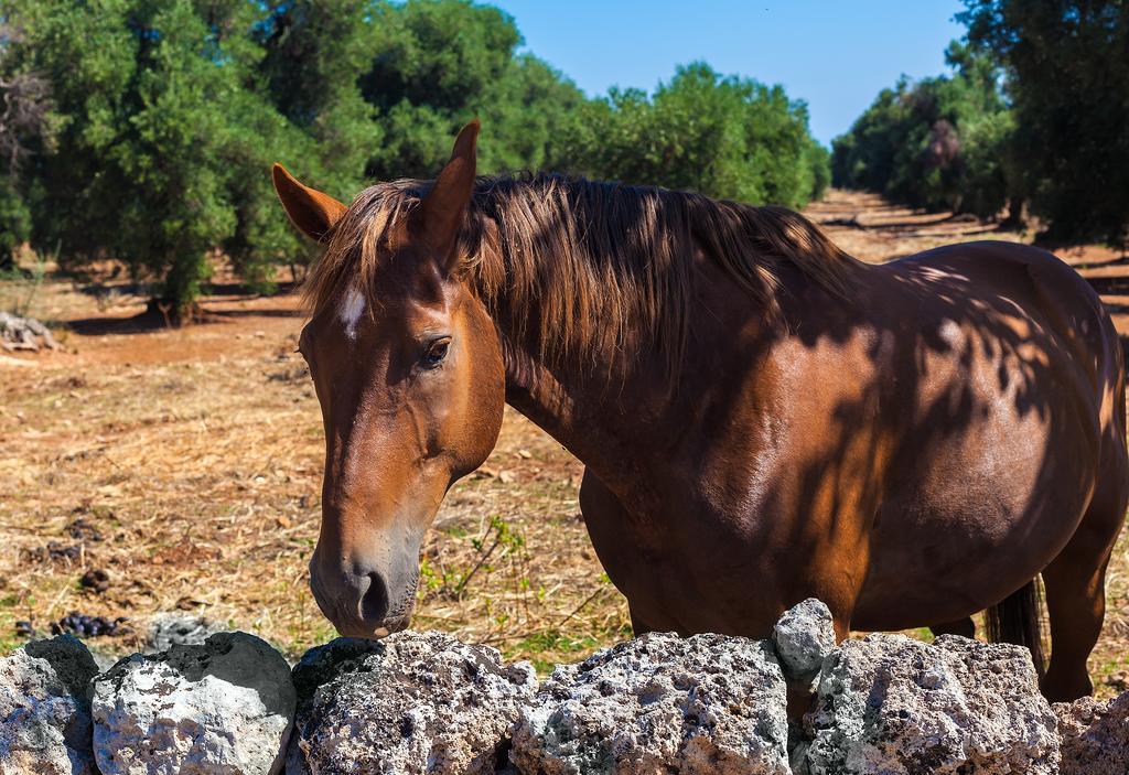 Masseria Relais Del Cardinale 5*